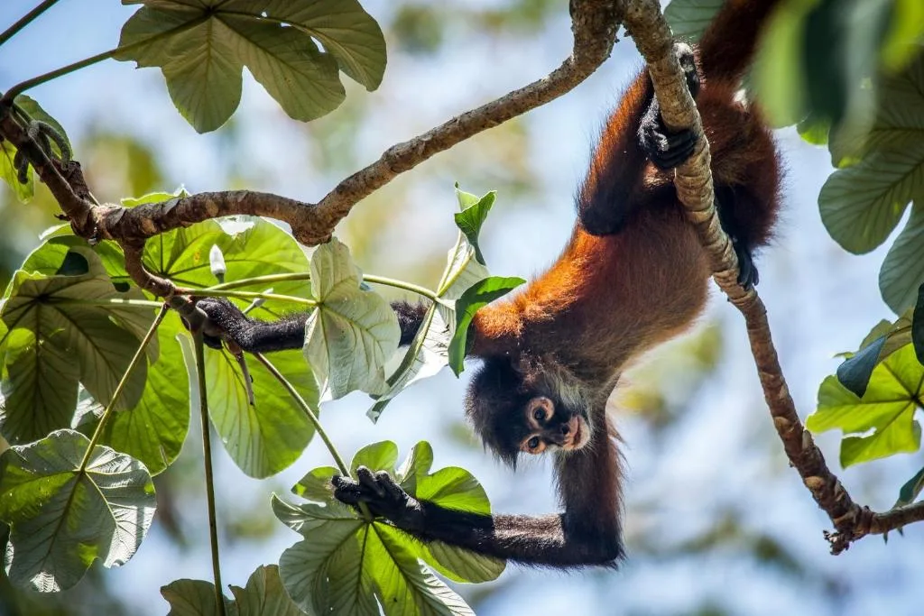 Lapa Rios Lodge — 14