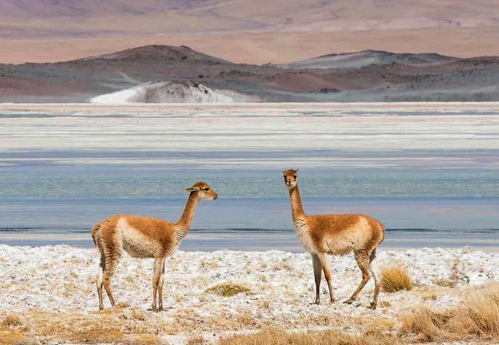 Tierra Atacama — 2