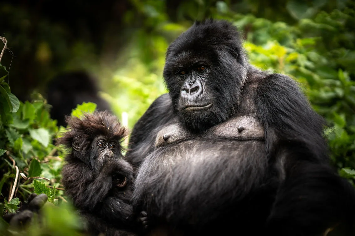 Wilderness Bisate Reserve — 16