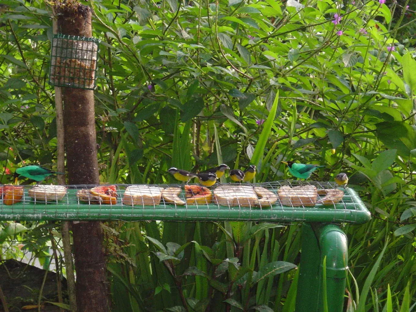 Asa Wright Nature Centre — 8