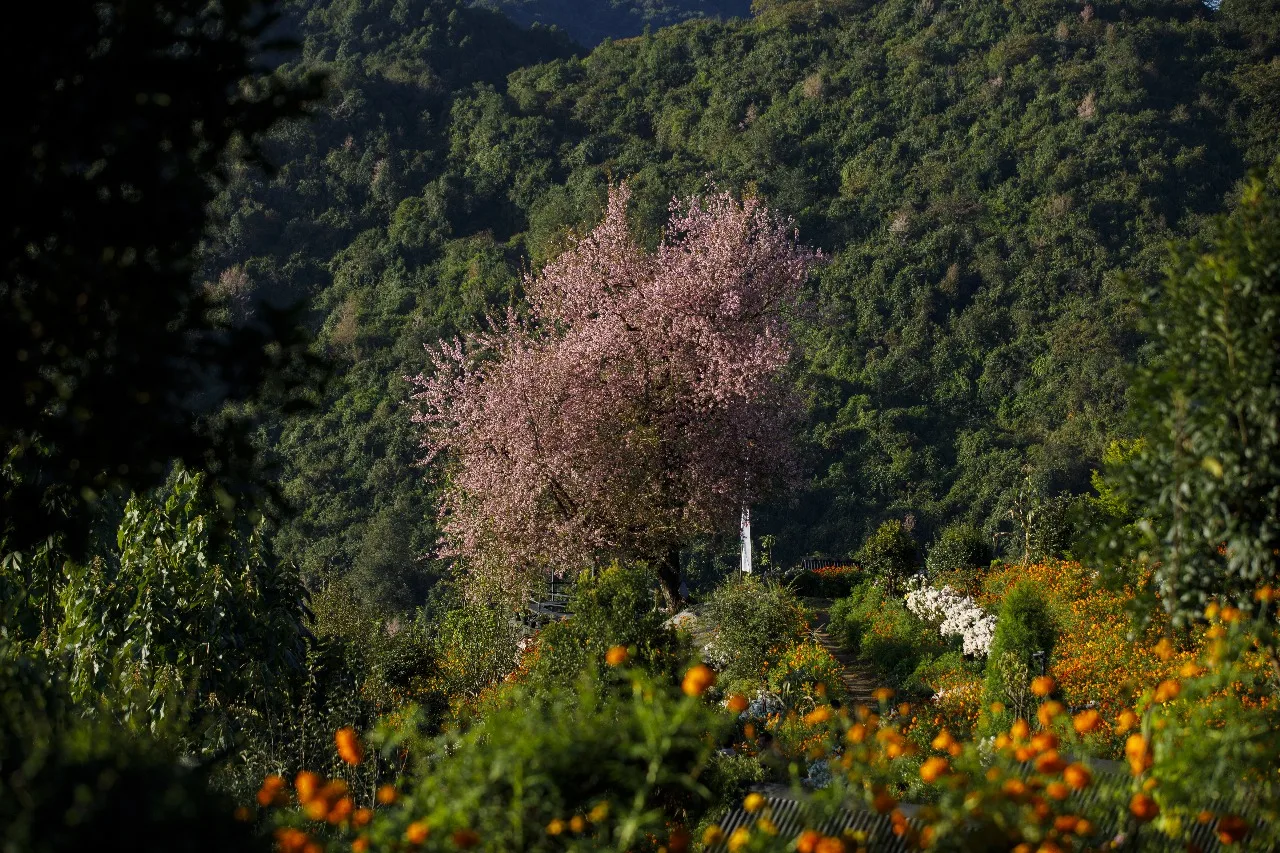 Prakriti Resort and Organic Farm — 8