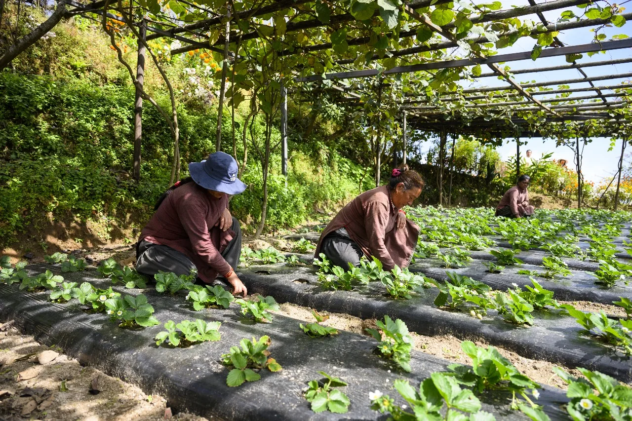 Prakriti Resort and Organic Farm — 12
