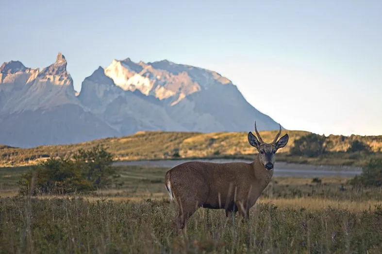 Hotel Las Torres Patagonia — 13