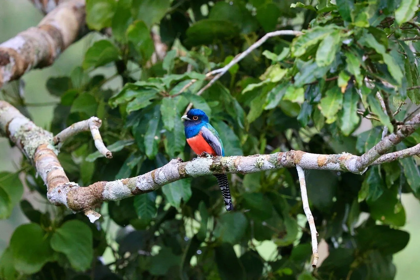 Tambopata Research Center — image 4