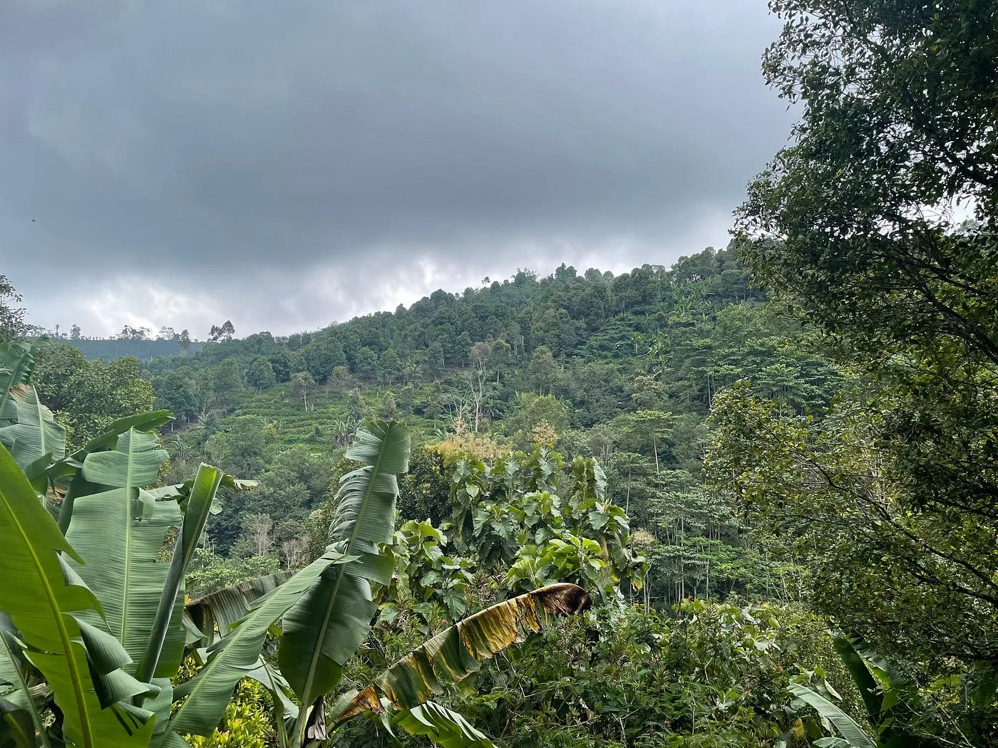 Desa Eko — image 4